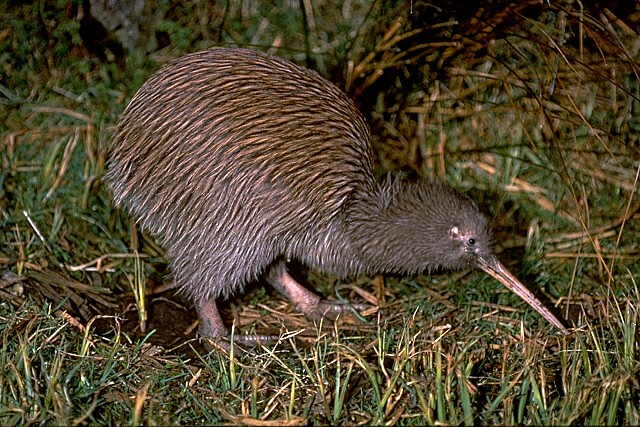 novy-zeland-22.jpg