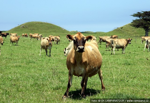 novy-zeland-24.jpg