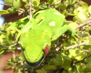 1149081286_WEG-chameleon.JPG